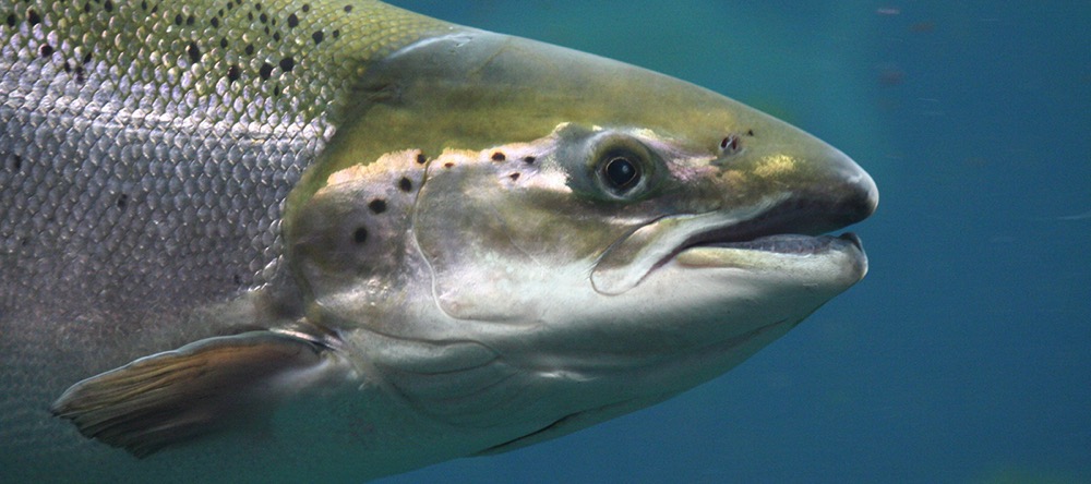 Salmon head - gills.jpg